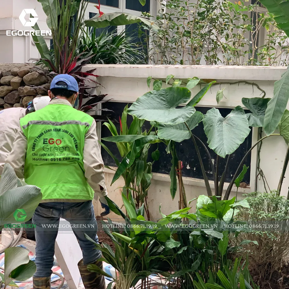 Khả năng thích nghi với khí hậu ngày càng trở thành tiêu chí quan trọng khi lựa chọn cây xanh.